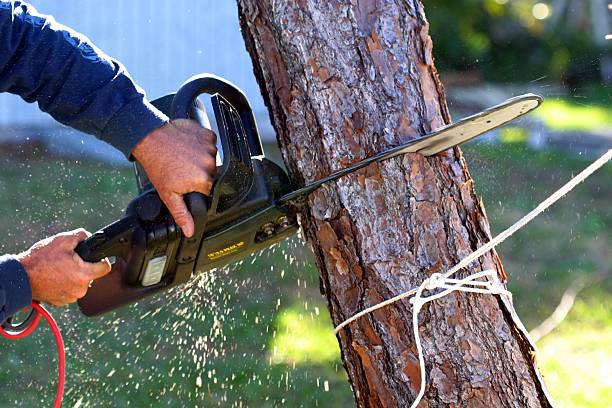 Best Tree Preservation Services  in USA